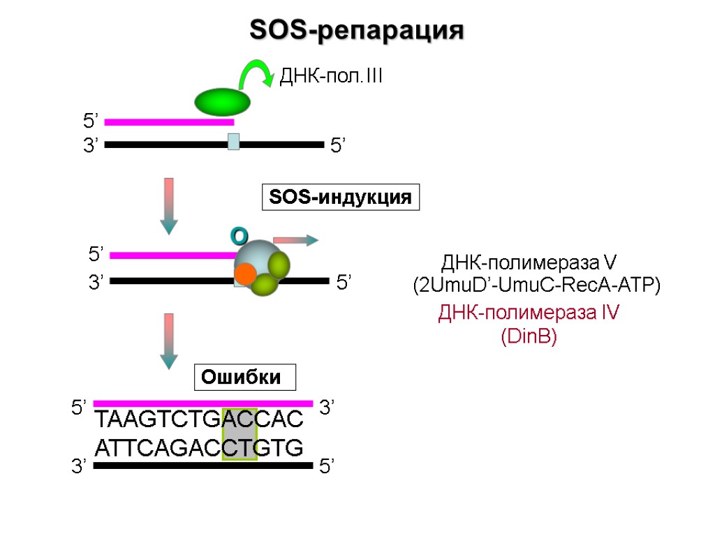 SOS-репарация 3’ 5’ 5’ 5’ 3’ 3’ 5’ TAAGTCTGACCAC ATTCAGACCTGTG Ошибки О SOS-индукция ДНК-полимераза